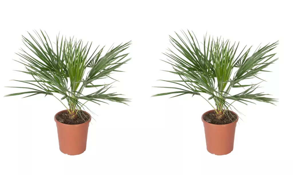Set de palmeras enanas europeas