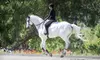 One or Three Private English-Style Horseback-Riding Lessons at Lincourt Stables (Up to 62% Off)