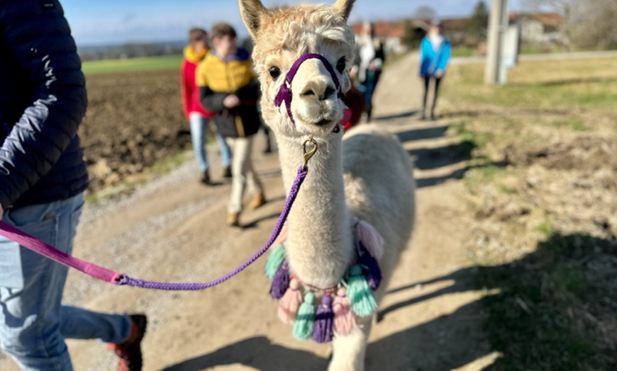 Image 4: Alpaka-Wanderung oder Schnupper-Erlebnis im Stall für 2 - 4 Personen