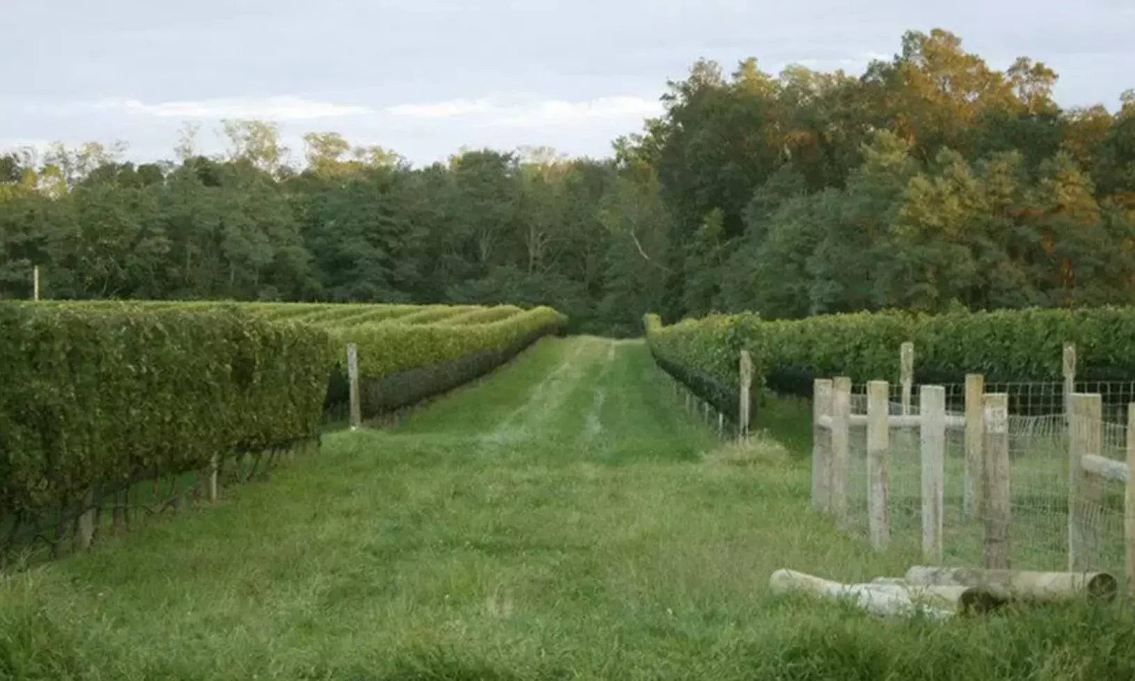 VIP Wine Tasting Experience w/ Cheese & Crackers, 2 or 4 Glass & More