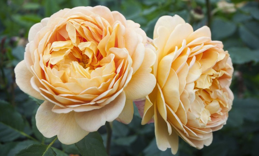 Image 6: Hybrid Tea Rose Collection 