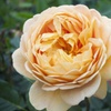 Image 6: Hybrid Tea Rose Collection 