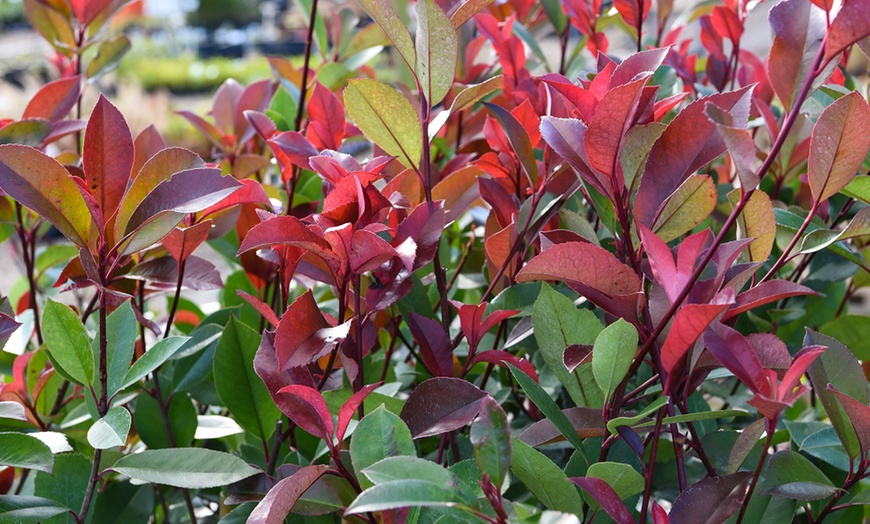 Image 3: 1 or 2 Photinia Red Robin Standard Tree with Patio Planter