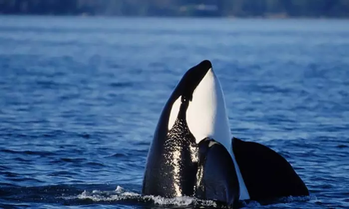 Orca-Watching Tour for One, Two, or Four from San Juan Excursions (Up to 46% Off) - Primary Image