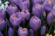 Giant Crocus Collection (50 Bulbs) - Second Medium