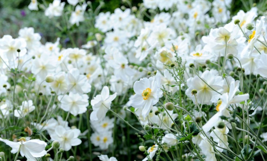 Image 3: Perennial Plant Collection Japanese Anemone, Echinacea and Delphinium