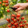 Image 5: Tomato Plants - Mixed Varieties - 3 or 6 Plants
