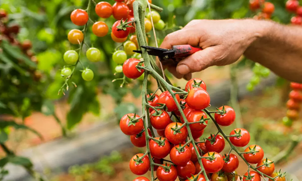 Tomato Plants - Mixed Varieties - 3 or 6 Plants