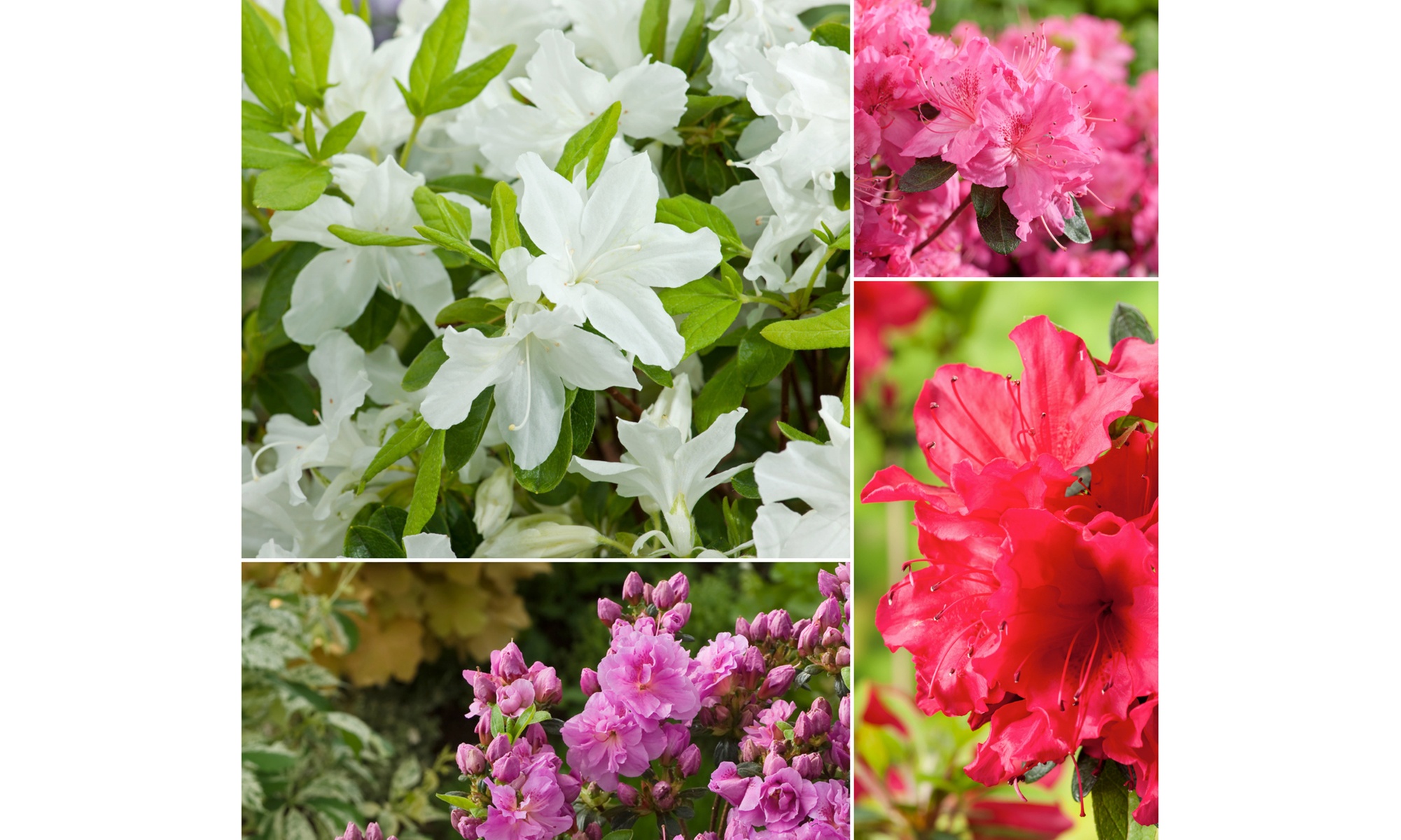 Azaleas