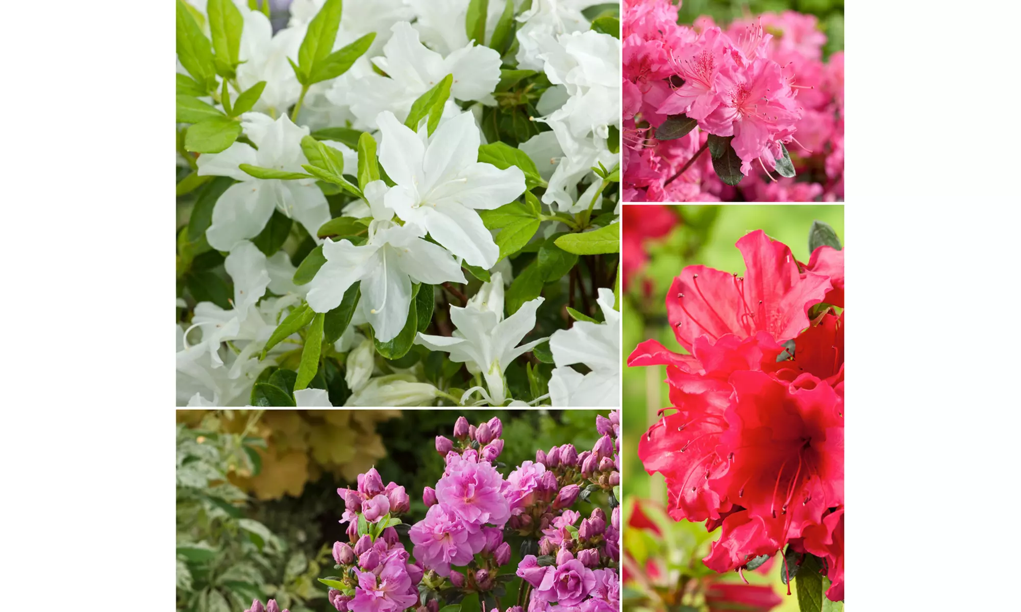 Hasta 62% de descuento en Azaleas | Groupon Shopping