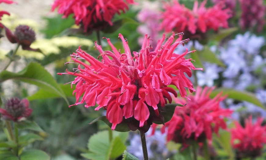 Image 2: 6, 12 or 18 Monarda Plants
