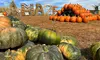 Blue Ridge Mountain Maze Offers 5 Acre Corn Maze & Festival Fun Admission for 1, 2, 3 or 4 -Up to 40% Off