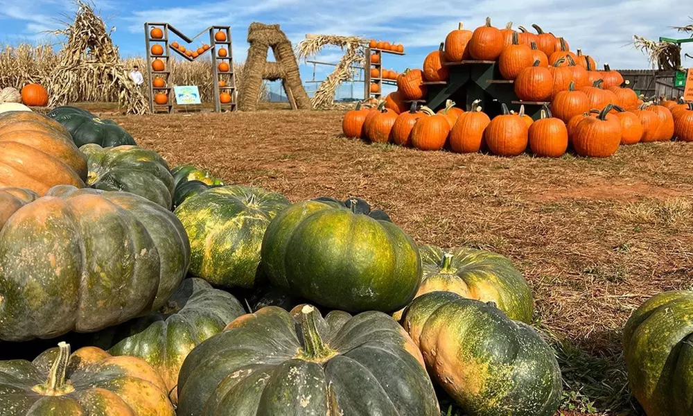 Blue Ridge Mountain Maze Offers 5 Acre Corn Maze & Festival Fun Admission for 1, 2, 3 or 4 -Up to 40% Off - Primary Image
