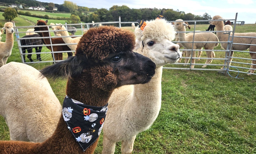 Image 2: Celebrate Halloween: Tickets for 1, 2, or Family of 4