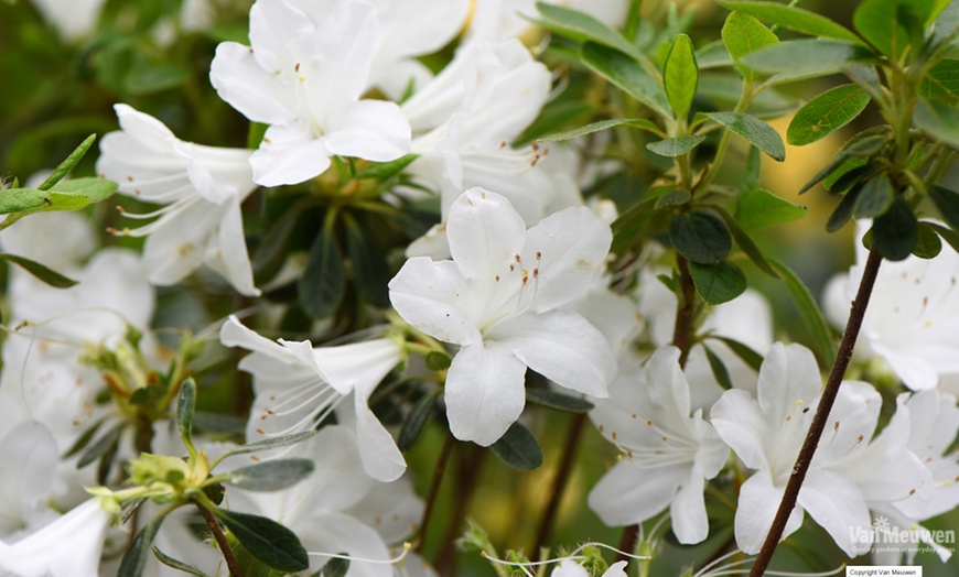 Image 5: Up to Four Hardy Dwarf Azaleas Collection Plants