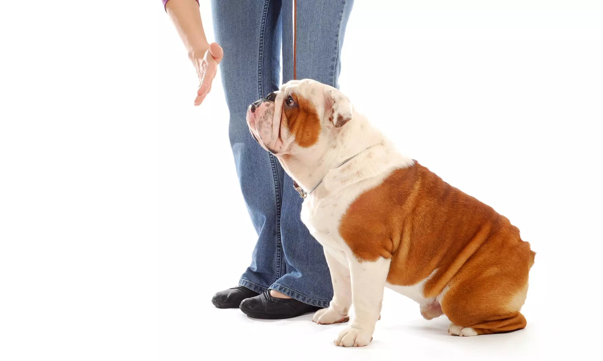 One Private Obedience-Training Session from Todo's Translator Indy's In Home Dog Trainer (51% Off) - Primary Image