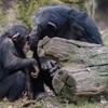 Image 3: Balade nature et biodiversité à deux pas de Paris