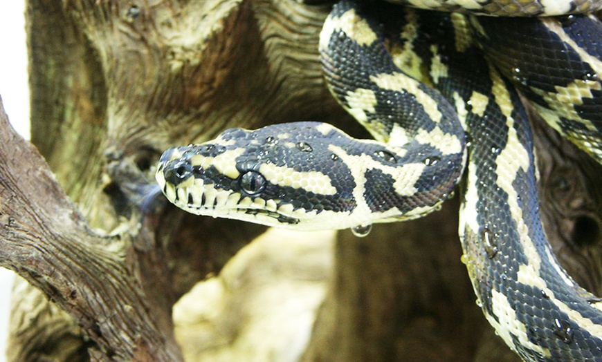 Image 2: Sortie en famille à l'Île aux serpents