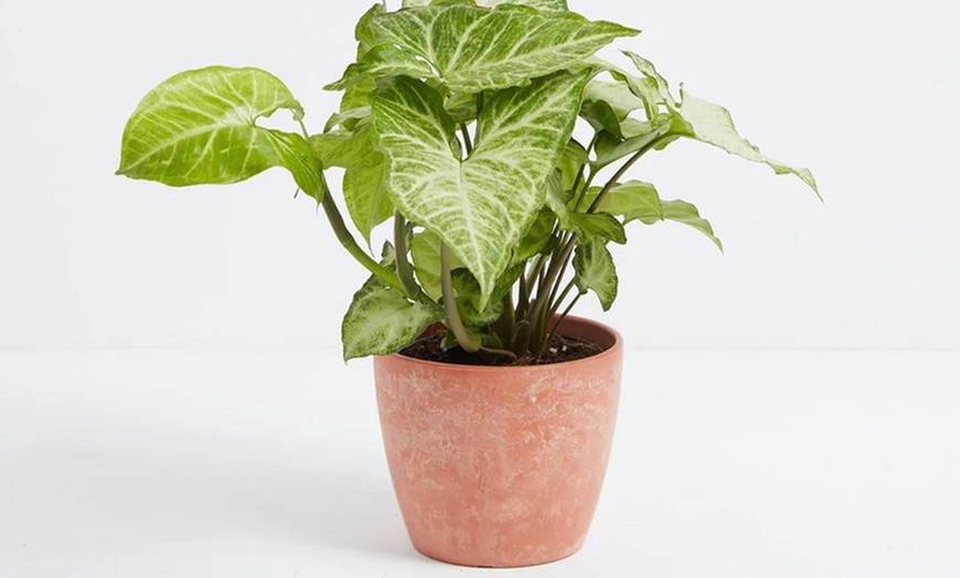 Image 7: Lively Root Deal: Small Indoor Houseplant Collection with Eco-Pot Planter