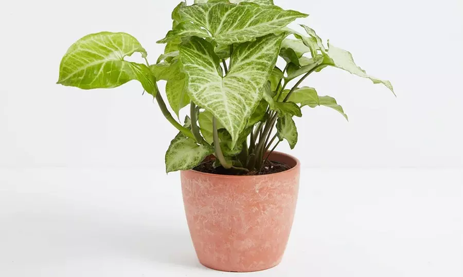 Lively Root Deal: Small Indoor Houseplant Collection with Eco-Pot Planter