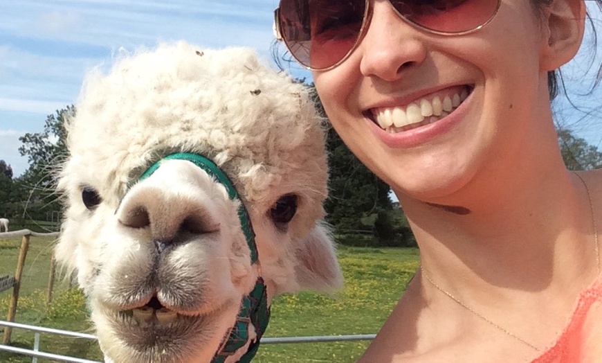 Image 3: Alpaca Walk and Farm Entry

