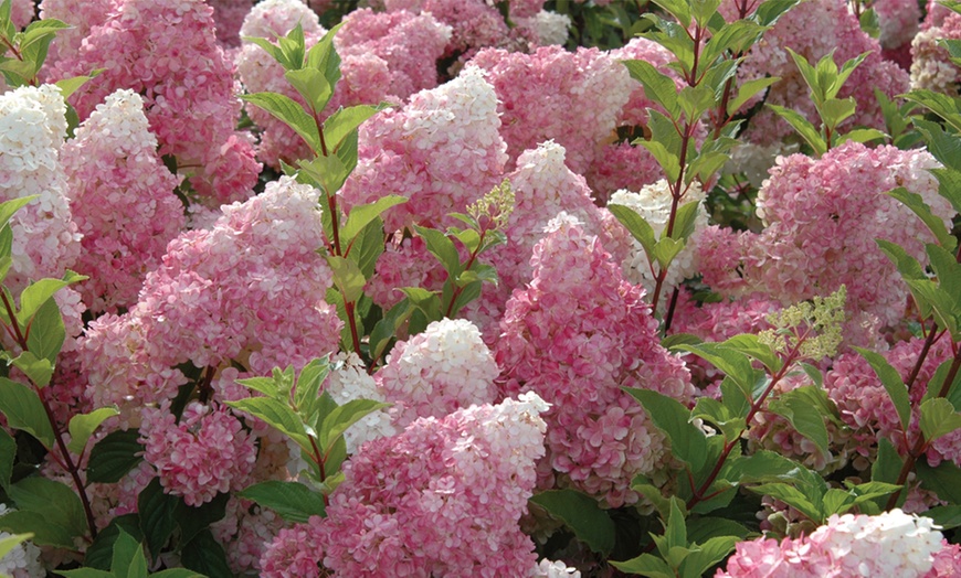 Image 3: Hydrangea Vanilla Fraise