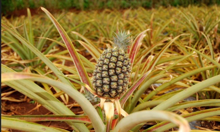 Image 7: Small-Group Circle Island Tour – Comfortable & Personalized Experience