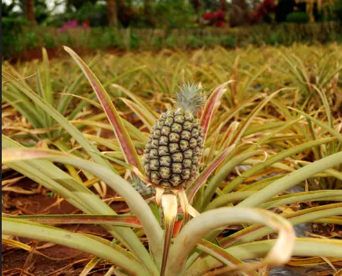 Small-Group Circle Island Tour – Comfortable & Personalized Experience