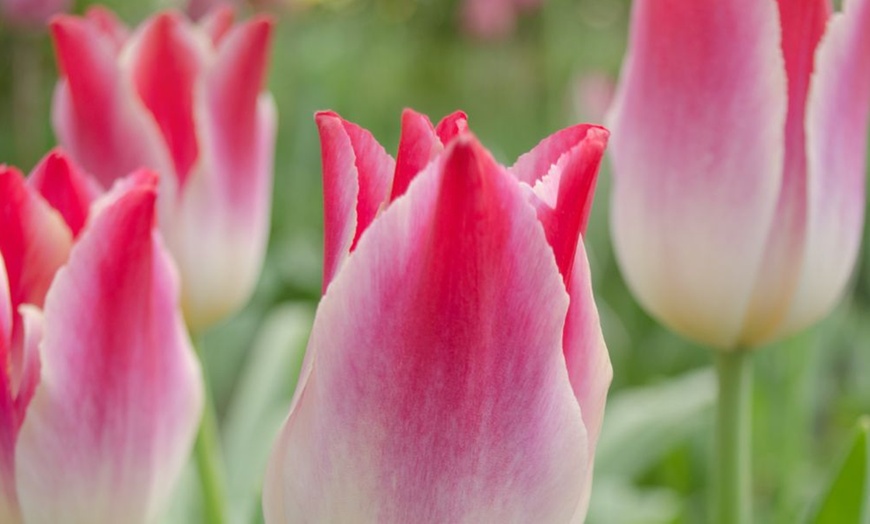 Image 13: 32 Tulip Bulbs – Vibrant Colour Changing Variety