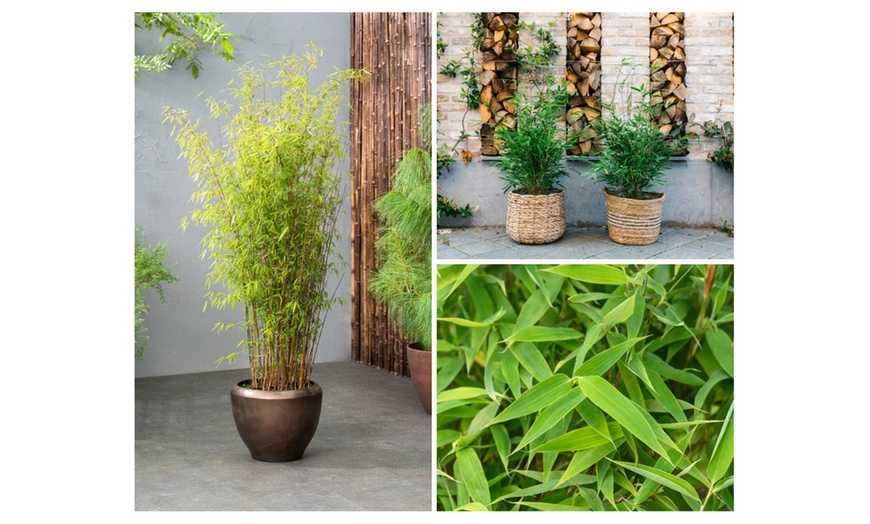 Image 5: Plant de bambou Fargesia non prolifère 