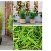 Image 5: Plant de bambou Fargesia non prolifère 