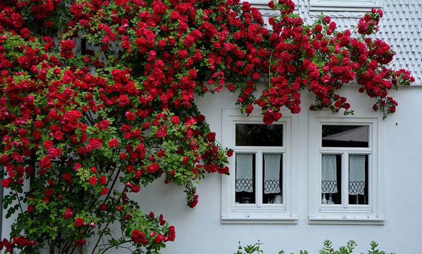 Image 1: 3-Litre Potted Climbing Roses