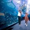 Image 1: Entry for 1, 2 or 4 Adults to World’s Largest Suspended Aquarium