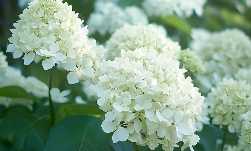 Image 5: Set van 3 hortensia planten