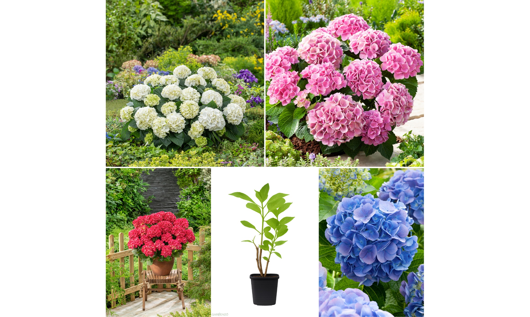 Set met een mix van 4 of 8 hortensia's