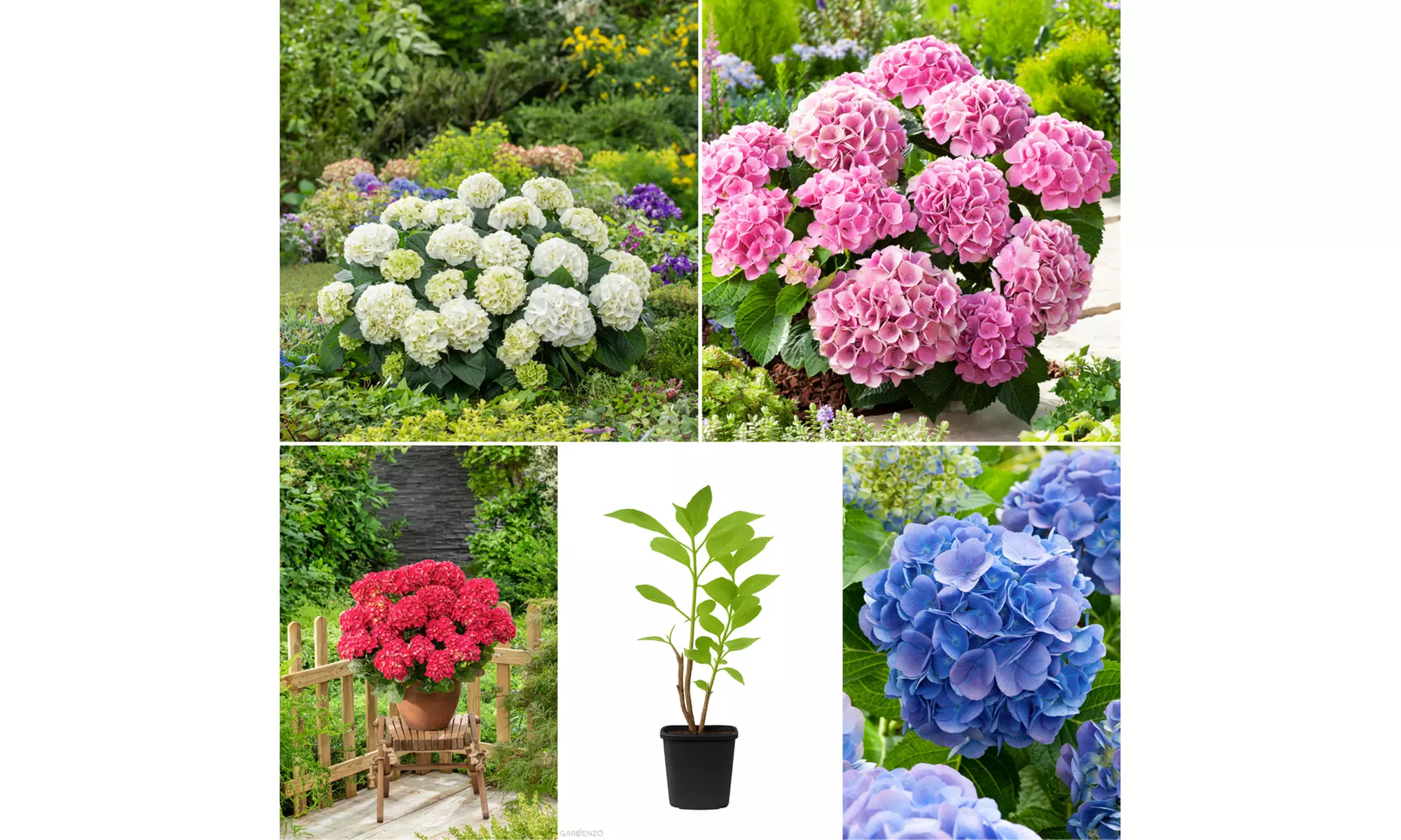 Set met een mix van 4 of 8 hortensia's