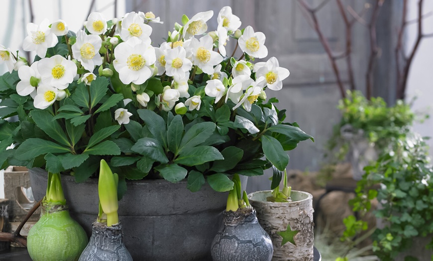 Image 1: 3 of 6 Helleborus Niger 'Christmas Carol'