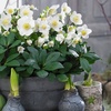 Image 1: 3 of 6 Helleborus Niger 'Christmas Carol'