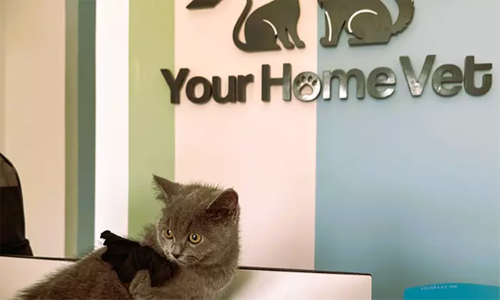 Cat or Dog Consultation, Deworming, and Optional Annual Vaccine