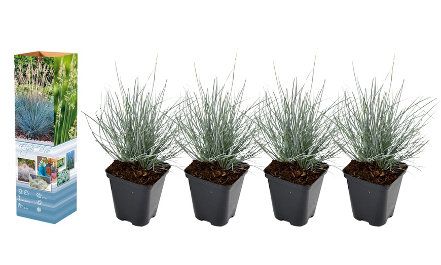 Image 4: Set de 4 u 8 hierbas de tallo azul de Gardenzo