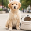 Image 2: 'Doggybag': tas om een kleine hond mee te dragen