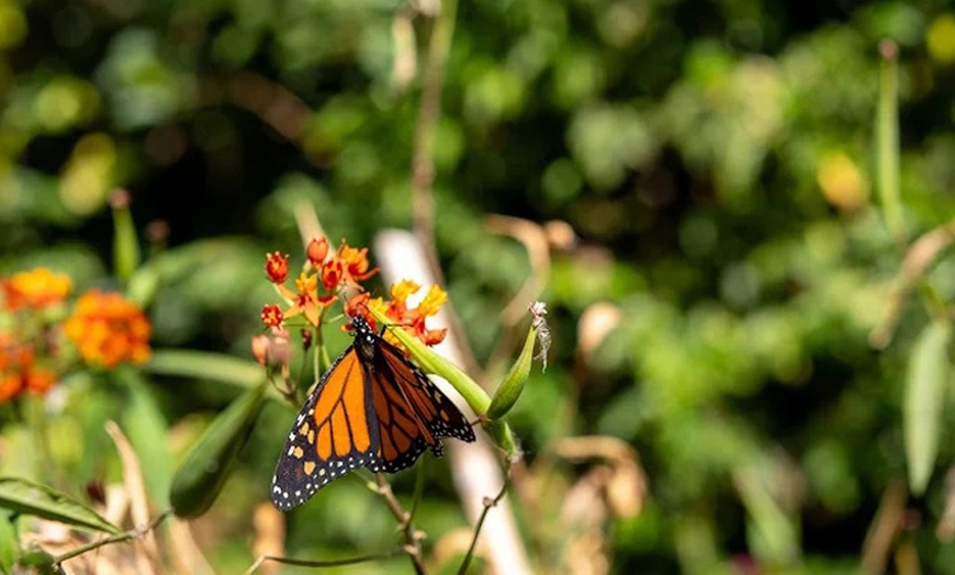 Image 4: Visita a la Finca Los Castaños con degustación de café para 1, 2 o 4
