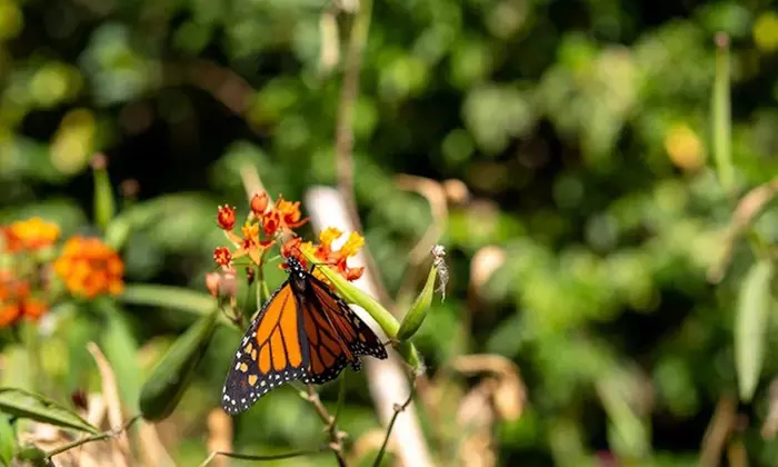 Visita a la Finca Los Castaños con degustación de café para 1, 2 o 4