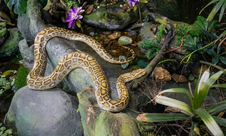 Image 10: The Green Planet Dubai Tickets – Indoor Rainforest Experience
