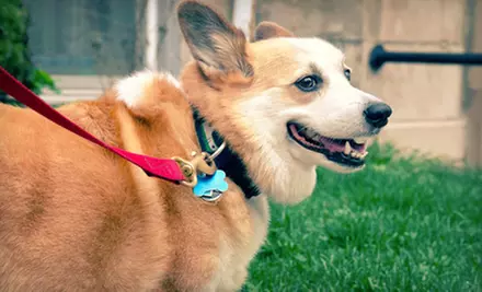 Two or Five Nights of Dog Boarding with a Bath, or 10 Days of Doggy Daycare at Paws at Play (Up to 58% Off) - Primary Image