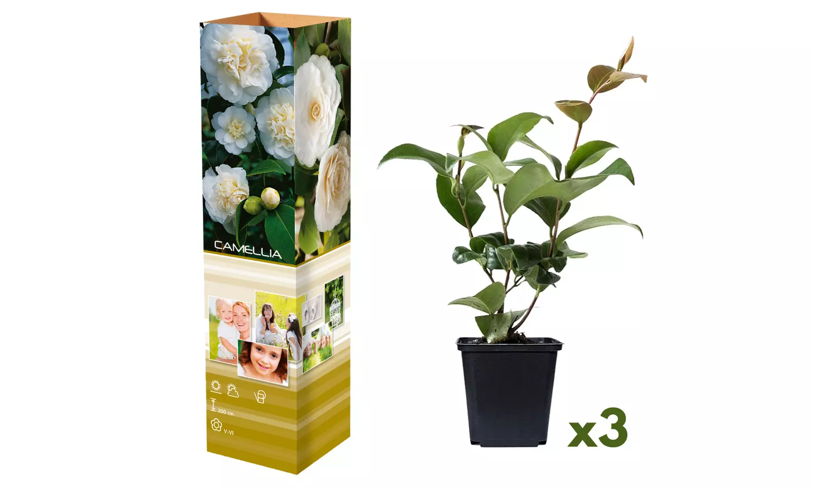 Lot de 3 ou 6 plants de camélias japonais