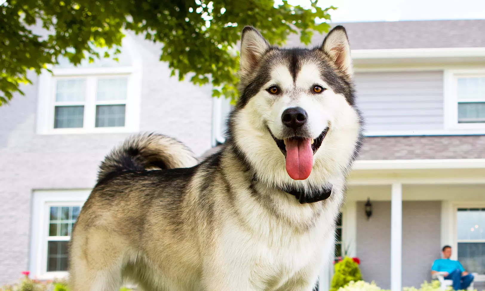 Motorola Wireless Travel Pet Fence - Second Medium