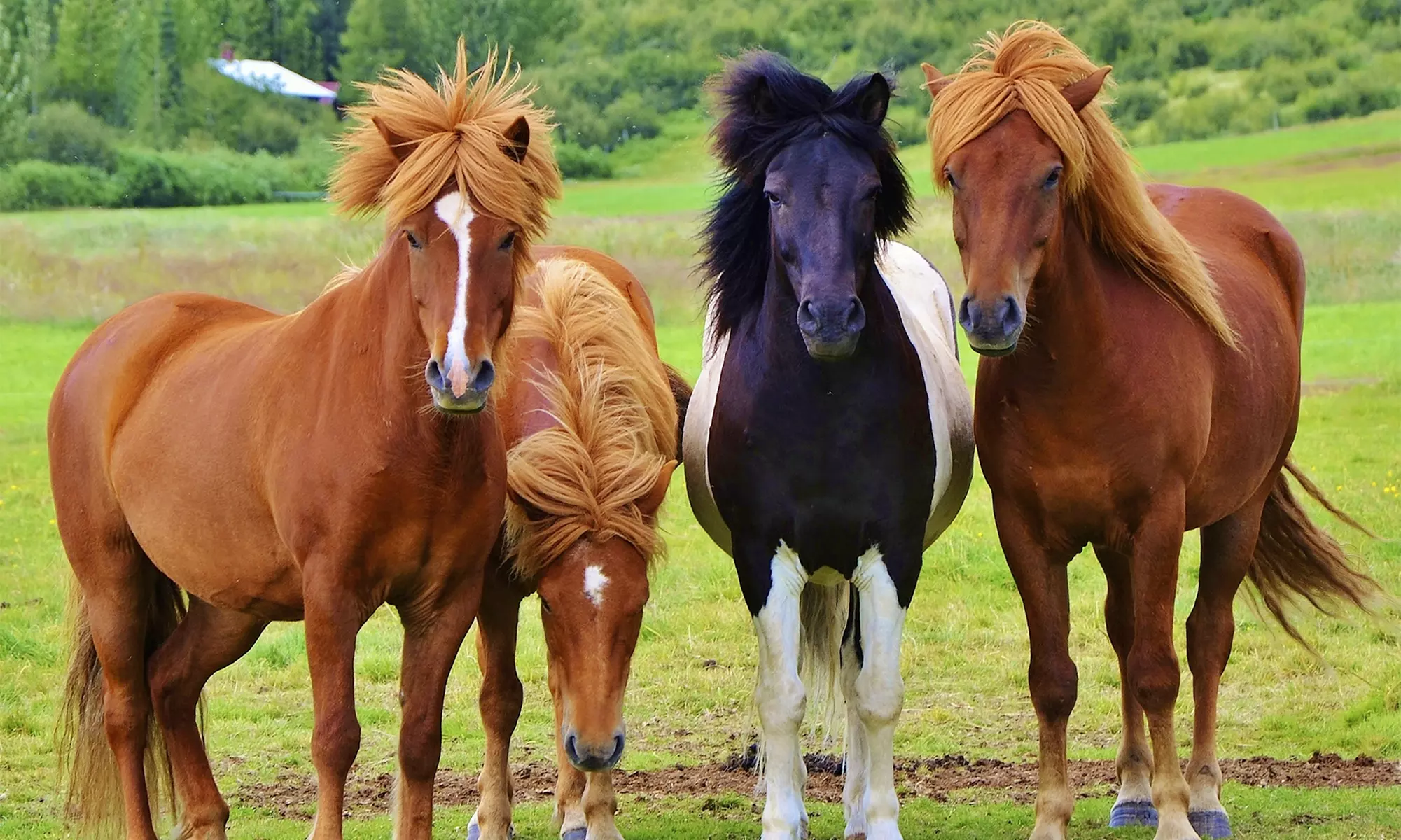 Bis zu 50% Rabatt auf den Reiten – Training bei Pferdeführerschein - Primary Image