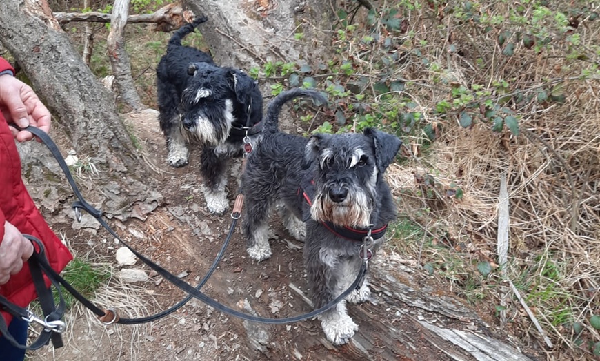 Image 5: 1 / 3 Einheiten: 60 min. Hundeschule-Gruppentraining & Grunderziehung