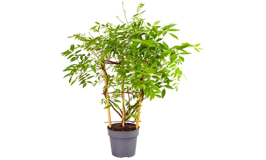 Image 7: YouGarden Wisteria Amethyst Falls